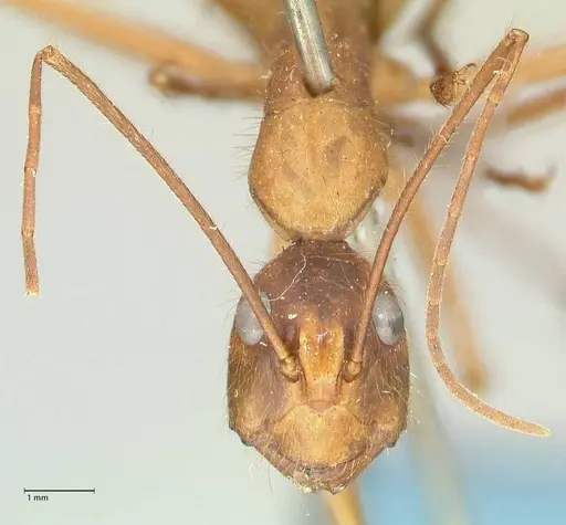 Camponotus caesar specimen FOCOL2346 image focol2346_2