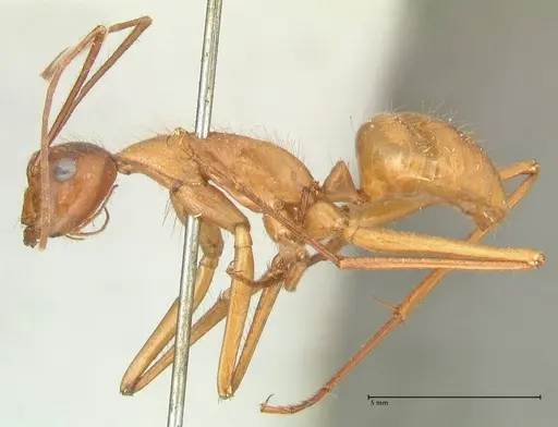 Camponotus caesar specimen FOCOL2346 image focol2346_3