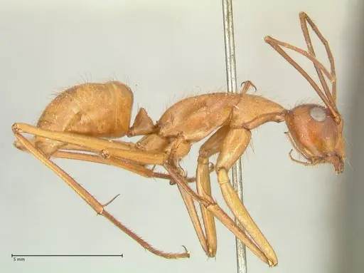 Camponotus caesar specimen FOCOL2346 image focol2346_4