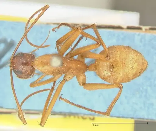 Camponotus caesar specimen FOCOL2347 image focol2347_1