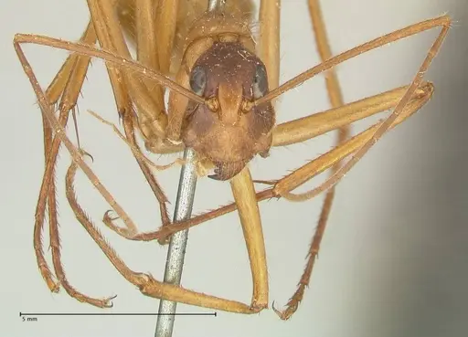 Camponotus caesar specimen FOCOL2347 image focol2347_2