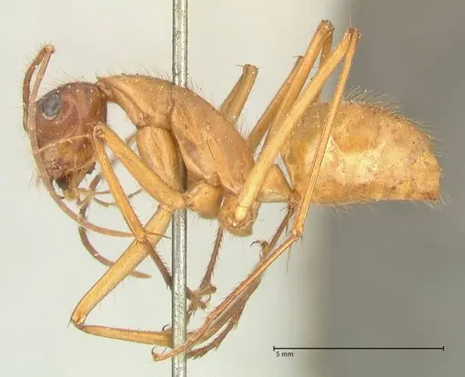 Camponotus caesar specimen FOCOL2347 image focol2347_3