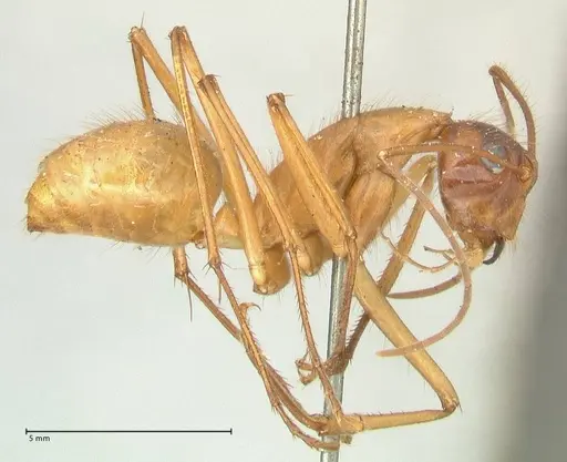 Camponotus caesar specimen FOCOL2347 image focol2347_4