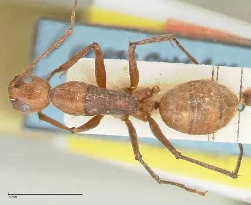Camponotus caesar specimen FOCOL2349 image focol2349_1
