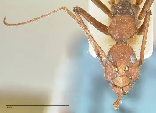 Camponotus caesar specimen FOCOL2349 image focol2349_2