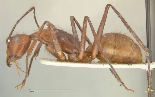 Camponotus caesar specimen FOCOL2349 image focol2349_3