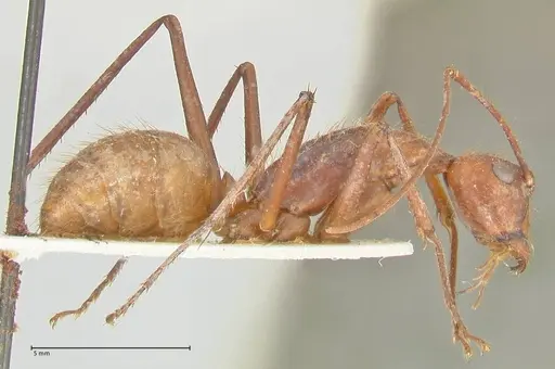 Camponotus caesar specimen FOCOL2349 image focol2349_4
