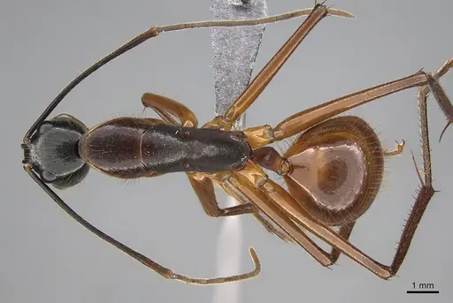 Camponotus caesar specimen RBINS-ET00220 image rbins-et00220_1