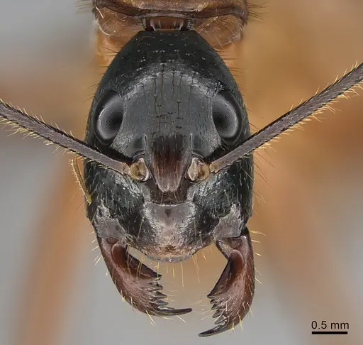 Camponotus caesar specimen RBINS-ET00220 image rbins-et00220_2