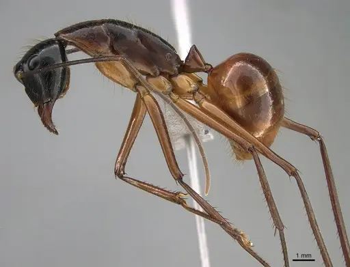 Camponotus caesar specimen RBINS-ET00220 image rbins-et00220_3