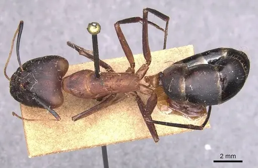 Camponotus caffer specimen CASENT0905242 image casent0905242_1