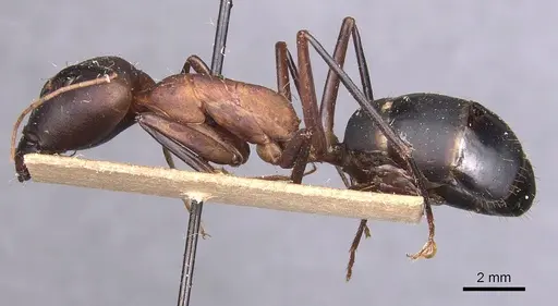 Camponotus caffer specimen CASENT0905242 image casent0905242_3