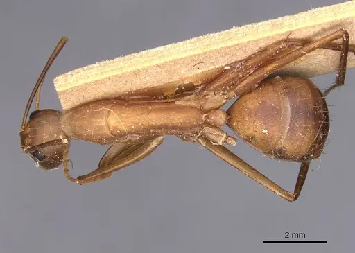 Camponotus caffer specimen CASENT0905243 image casent0905243_1
