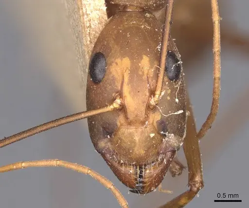 Camponotus caffer specimen CASENT0905243 image casent0905243_2
