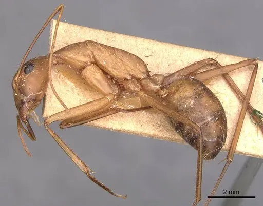 Camponotus caffer specimen CASENT0905243 image casent0905243_3