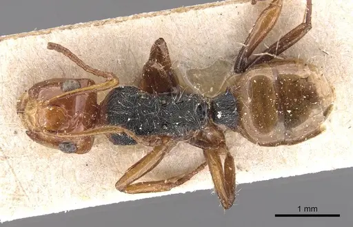 Camponotus callistus specimen CASENT0905528 image casent0905528_1