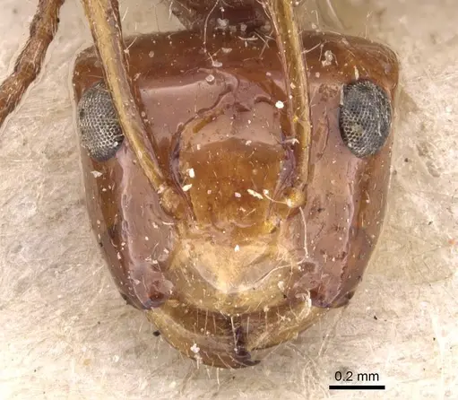 Camponotus callistus specimen CASENT0905528 image casent0905528_2