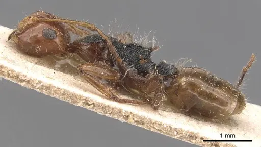 Camponotus callistus specimen CASENT0905528 image casent0905528_3