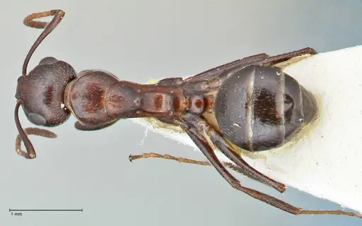 Camponotus callmorphus specimen FOCOL2471 image focol2471_1