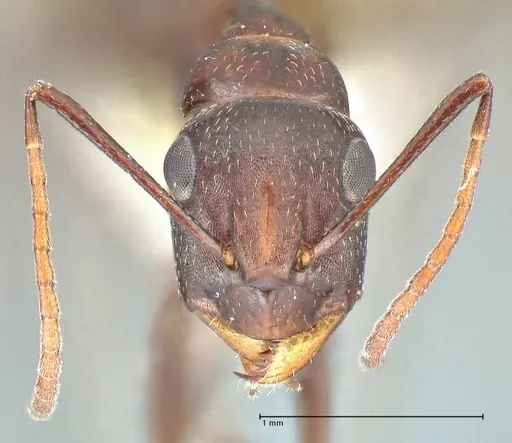 Camponotus callmorphus specimen FOCOL2471 image focol2471_2