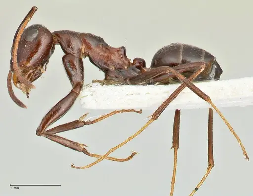 Camponotus callmorphus specimen FOCOL2471 image focol2471_3