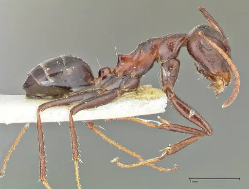 Camponotus callmorphus specimen FOCOL2471 image focol2471_4