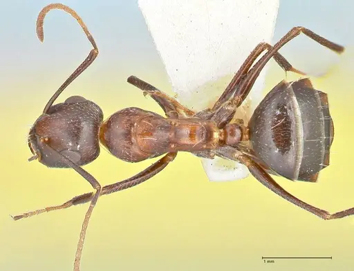 Camponotus callmorphus specimen FOCOL2473 image focol2473_1