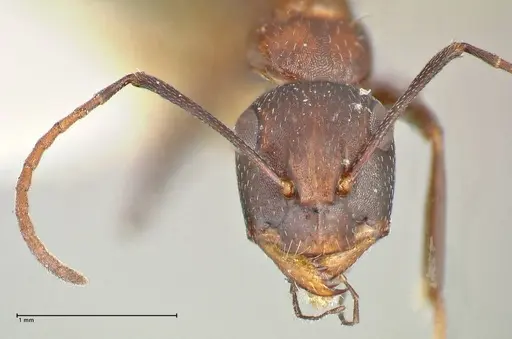 Camponotus callmorphus specimen FOCOL2473 image focol2473_2