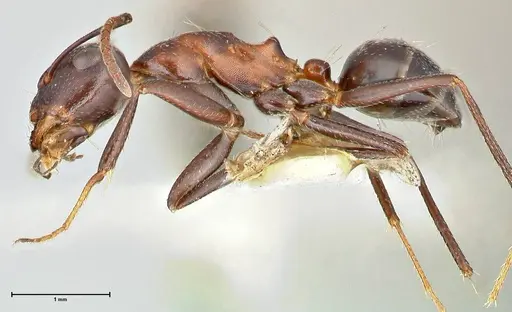 Camponotus callmorphus specimen FOCOL2473 image focol2473_3