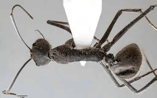 Camponotus camelinus specimen ANTWEB1060663 image antweb1060663_1