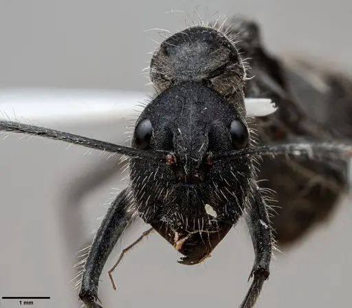 Camponotus camelinus specimen ANTWEB1060663 image antweb1060663_2