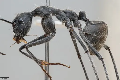 Camponotus camelinus specimen ANTWEB1060663 image antweb1060663_3