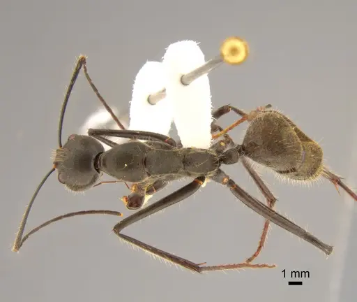 Camponotus camelinus specimen CASENT0882206 image casent0882206_1