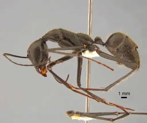 Camponotus camelinus specimen CASENT0882206 image casent0882206_3