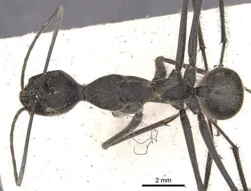 Camponotus camelinus specimen CASENT0901905 image casent0901905_1