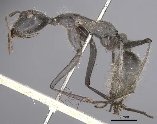 Camponotus camelinus specimen CASENT0901905 image casent0901905_3