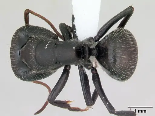 Camponotus cameranoi specimen CASENT0173399 image casent0173399_1