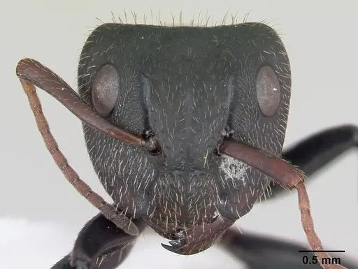 Camponotus cameranoi specimen CASENT0173399 image casent0173399_2