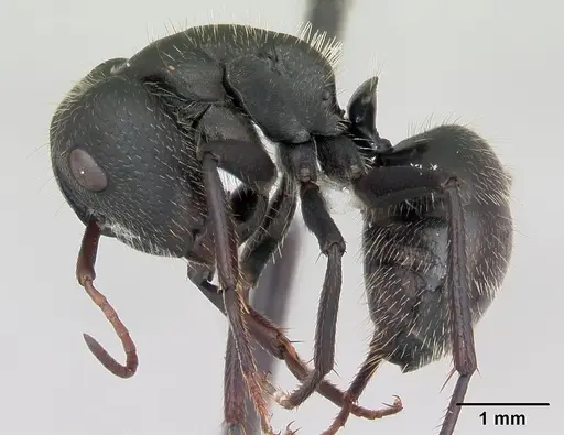 Camponotus cameranoi specimen CASENT0173399 image casent0173399_3