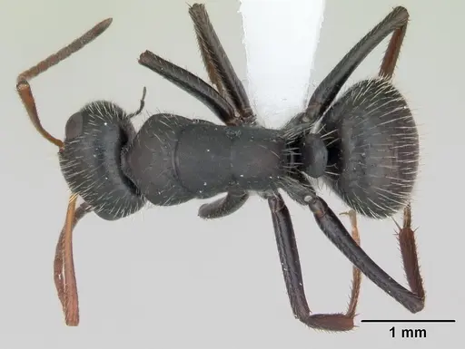 Camponotus cameranoi specimen CASENT0173400 image casent0173400_1