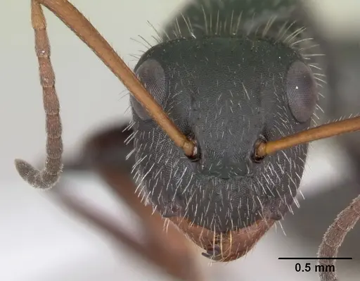 Camponotus cameranoi specimen CASENT0173400 image casent0173400_2