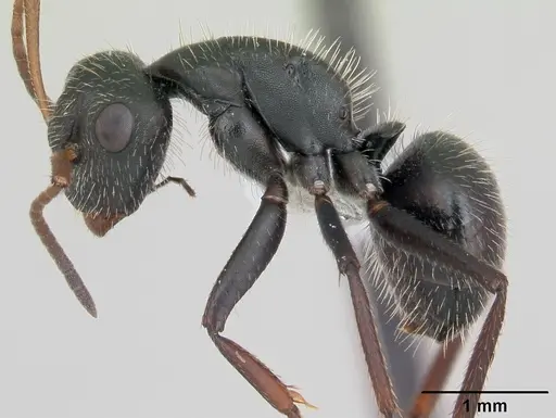 Camponotus cameranoi specimen CASENT0173400 image casent0173400_3