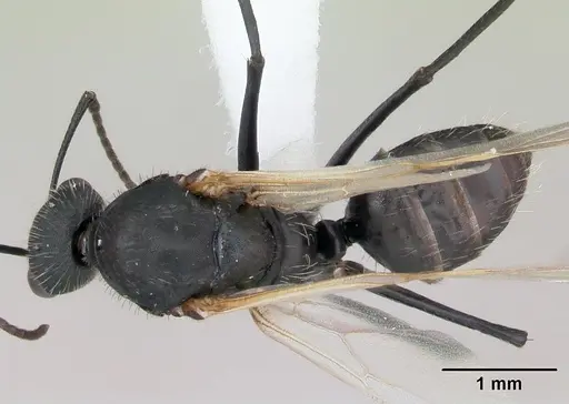 Camponotus cameranoi specimen CASENT0173401 image casent0173401_1