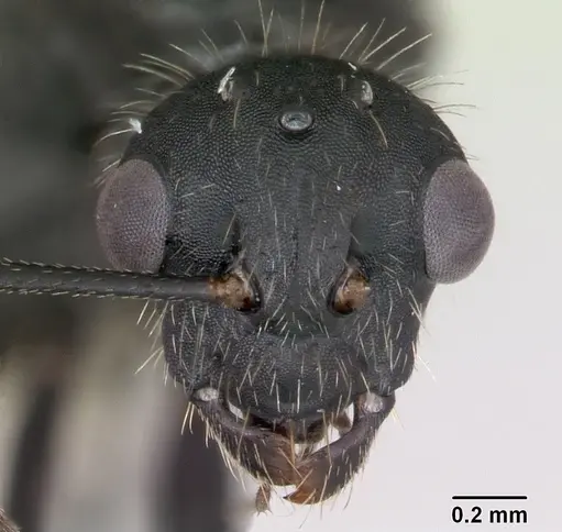 Camponotus cameranoi specimen CASENT0173401 image casent0173401_2