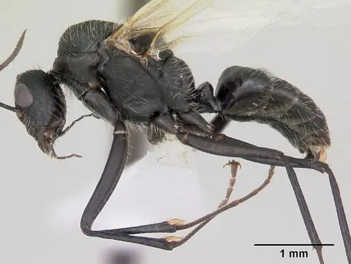 Camponotus cameranoi specimen CASENT0173401 image casent0173401_3