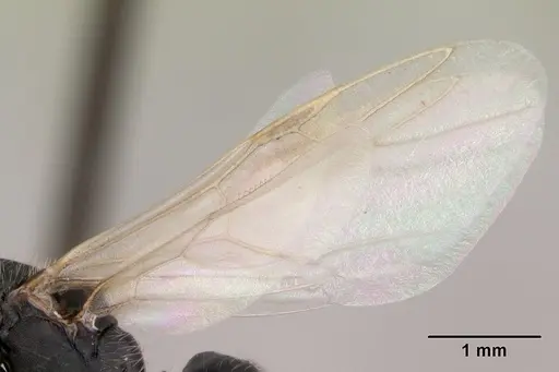 Camponotus cameranoi specimen CASENT0173401 image casent0173401_4