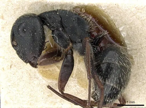 Camponotus cameranoi specimen CASENT0905512 image casent0905512_3