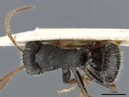 Camponotus cameranoi specimen CASENT0905513 image casent0905513_1