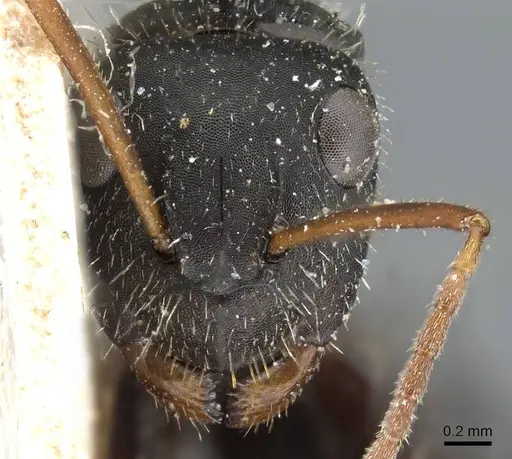 Camponotus cameranoi specimen CASENT0905513 image casent0905513_2