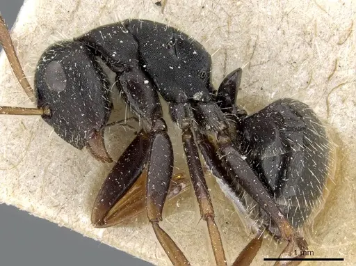 Camponotus cameranoi specimen CASENT0905513 image casent0905513_3